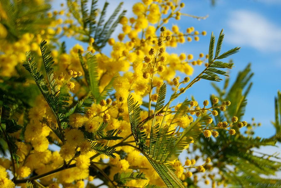 Mimosa’s verlichten de winter in Saint-Aygulf