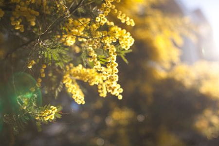 image Mimosa's verlichten de winter in Saint-Aygulf