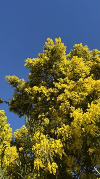 Februari in Saint-Aygulf: wanneer de winter gouden kleuren krijgt