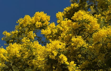 image Februari in Saint-Aygulf: wanneer de winter gouden kleuren krijgt