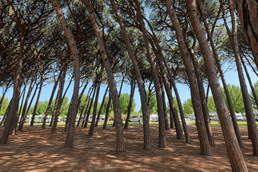 Het dennenbos komt weer tot leven